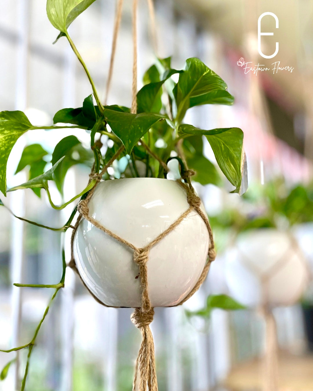 Golden Pothos