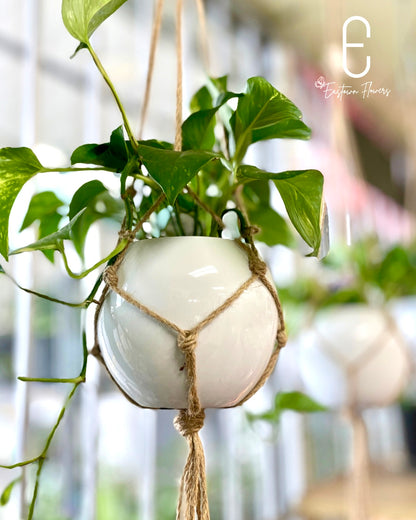 Golden Pothos