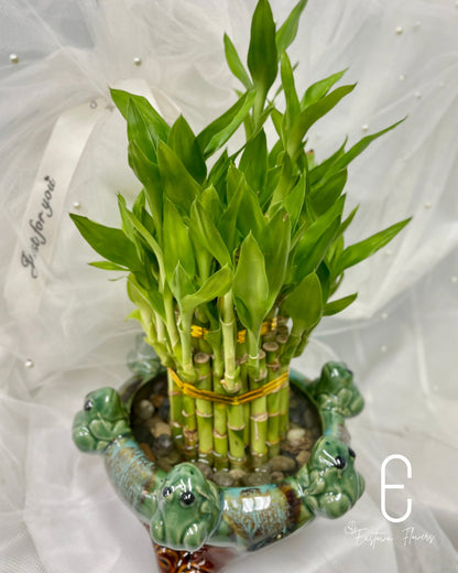 Bamboo#3