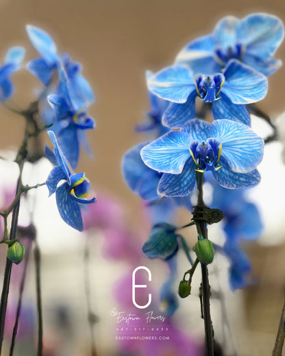 Blue orchids