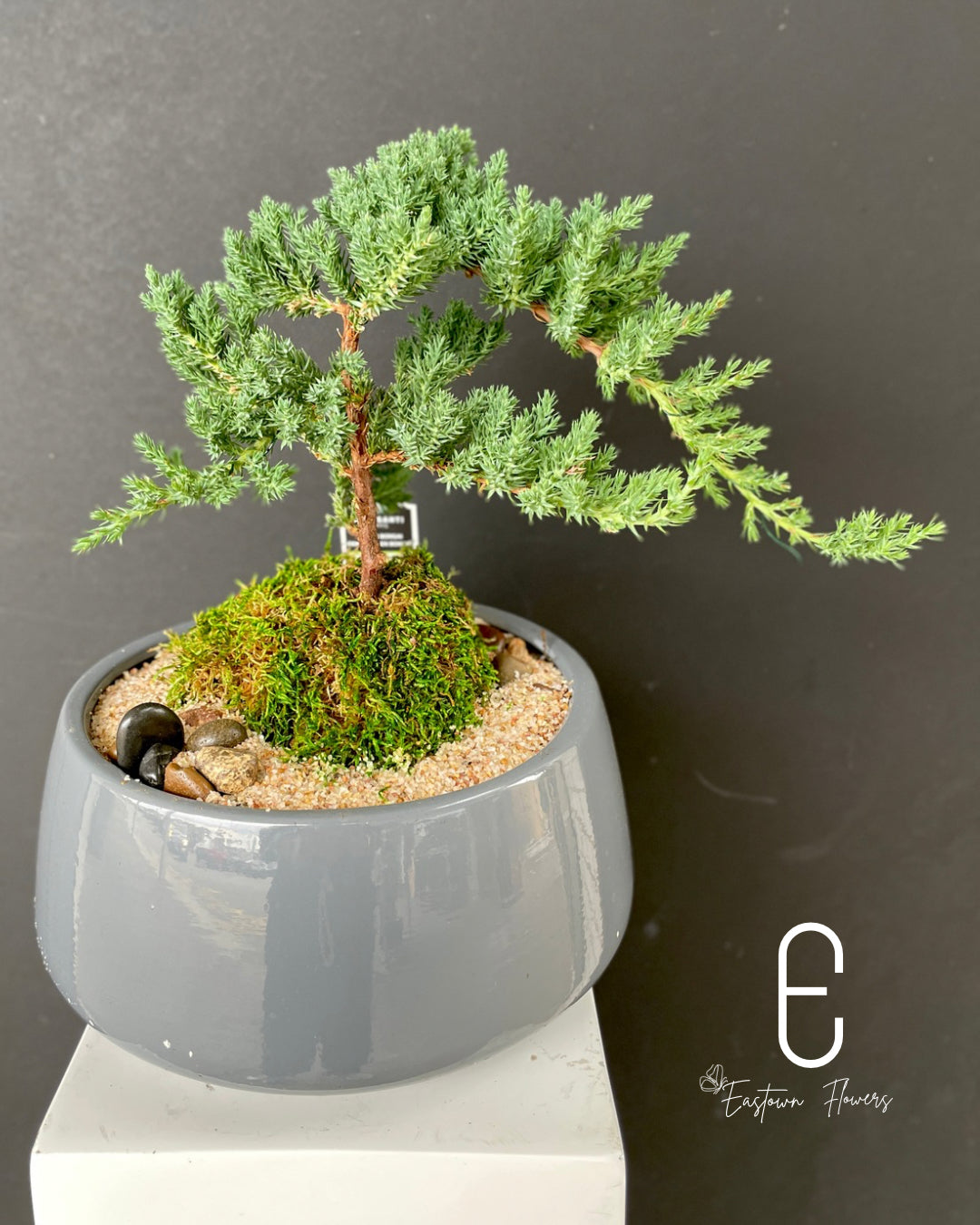 Bonsai (Juniper)