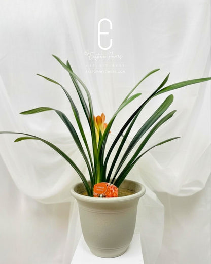 Clivia