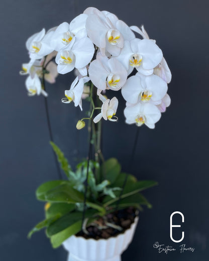 White Orchids