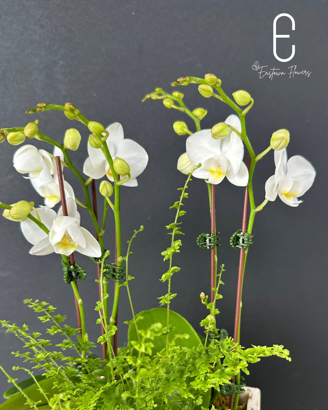 Mini White Orchid - Double