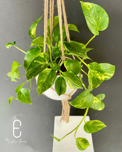 Golden Pothos