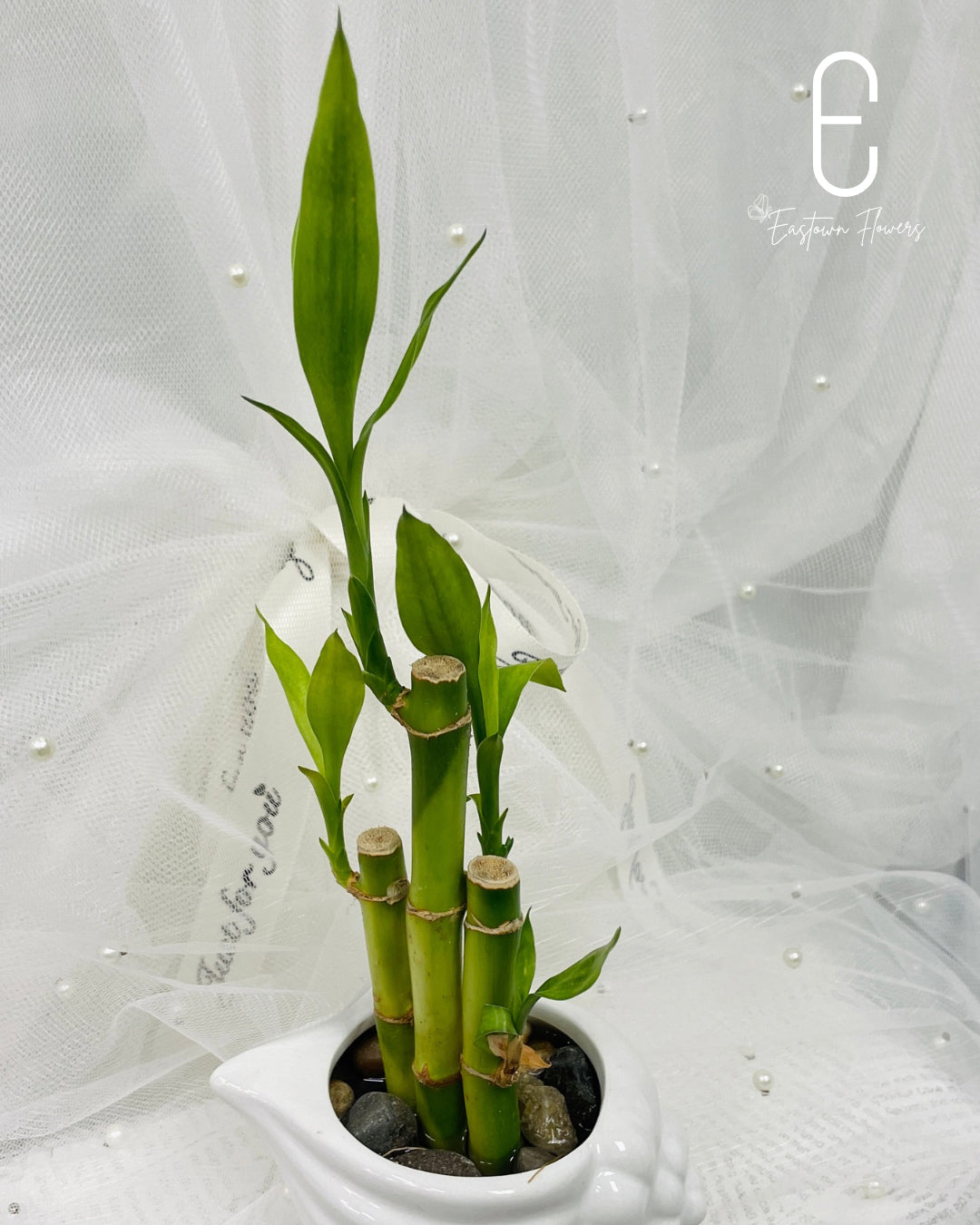 Bamboo#2