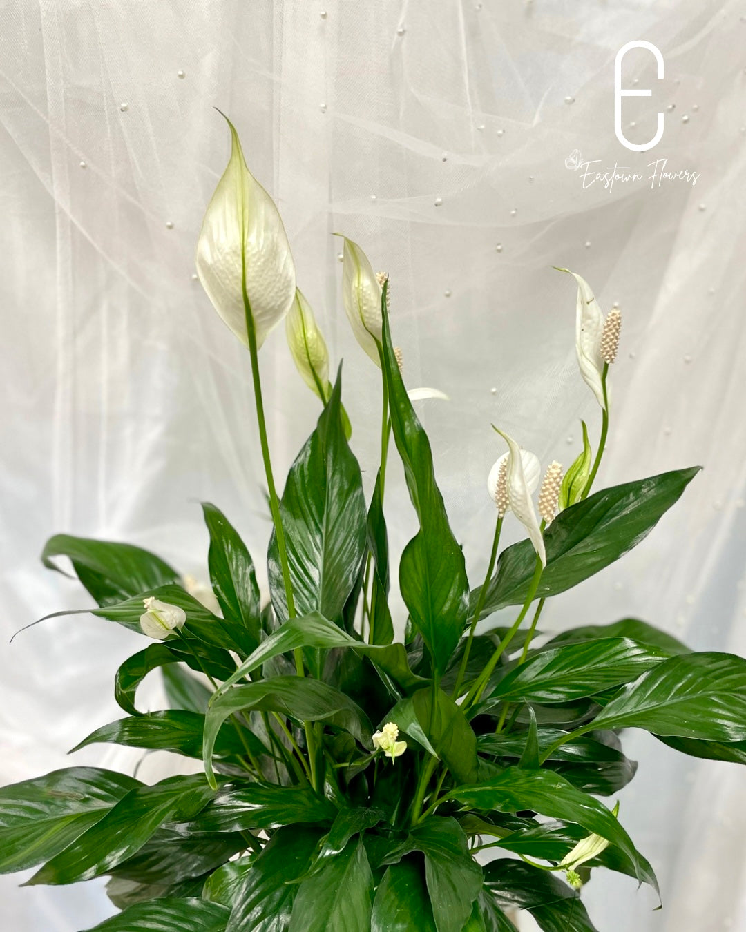 Spathiphyllum