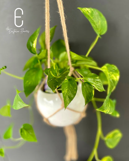 Golden Pothos