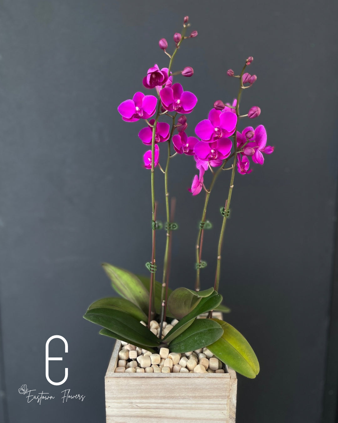 Mini Purple Orchid - Double