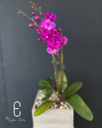 Mini Purple Orchid - Double