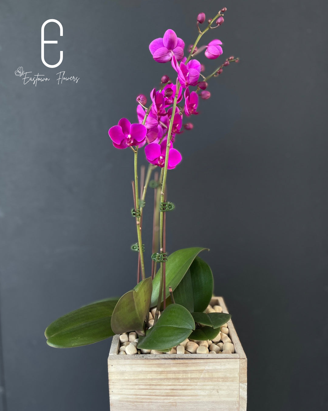 Mini Purple Orchid - Double