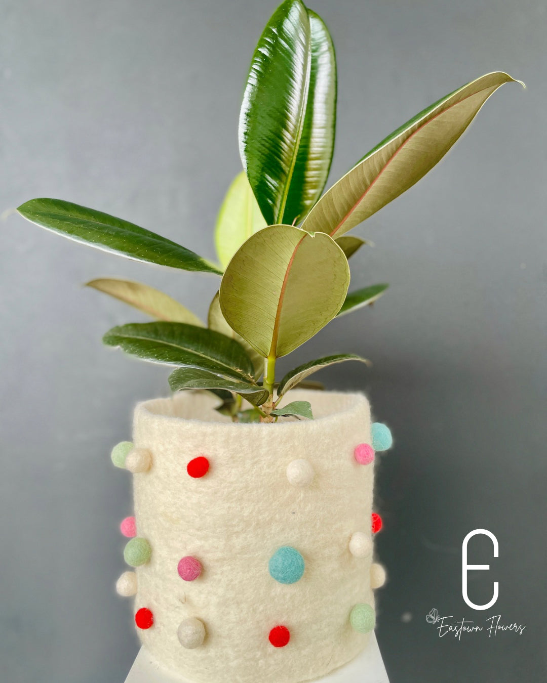 Rubber tree
