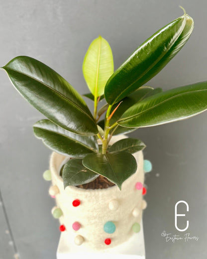 Rubber tree