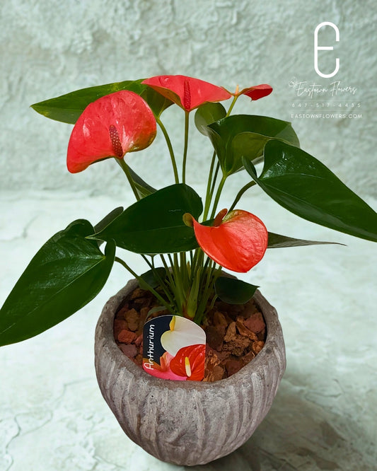 Anthurium