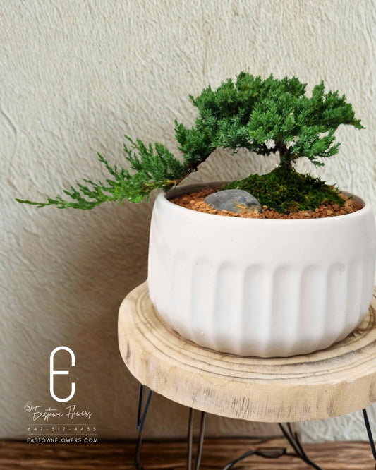 Bonsai (Juniper)