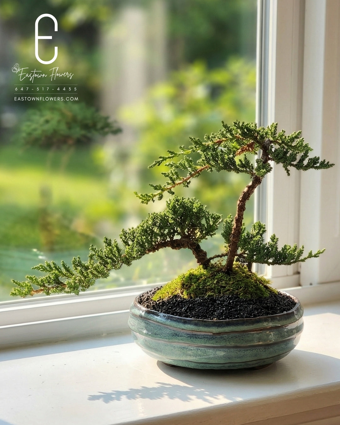 Bonsai (Juniper)
