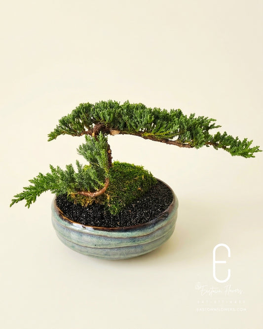 Bonsai (Juniper)