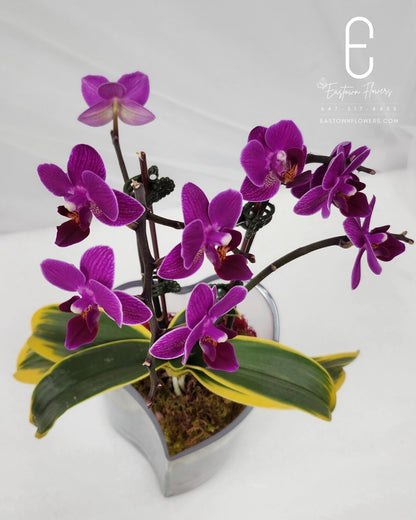 Purple passion