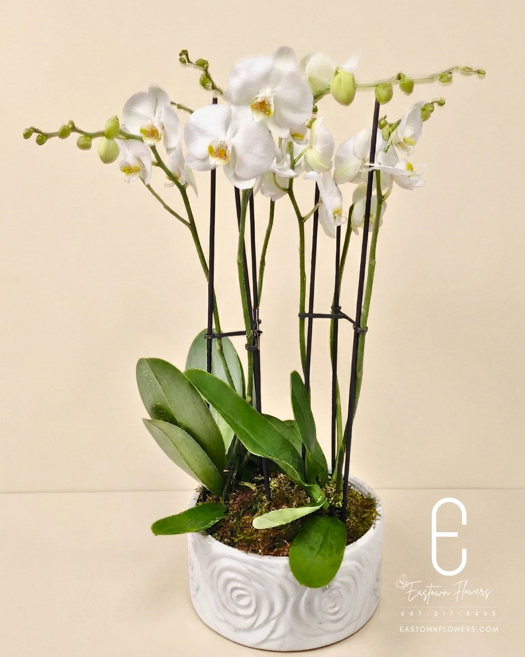 White Orchids