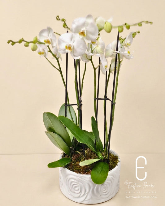 White Orchids