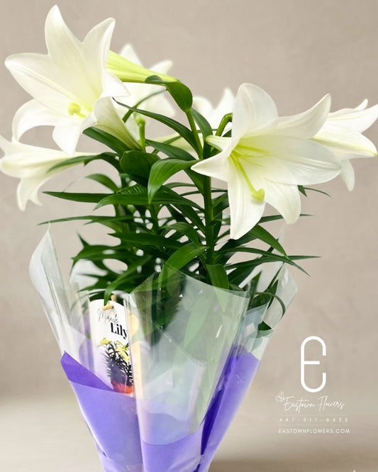 Lily (Easter)