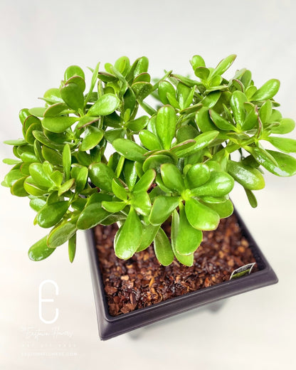 JADE