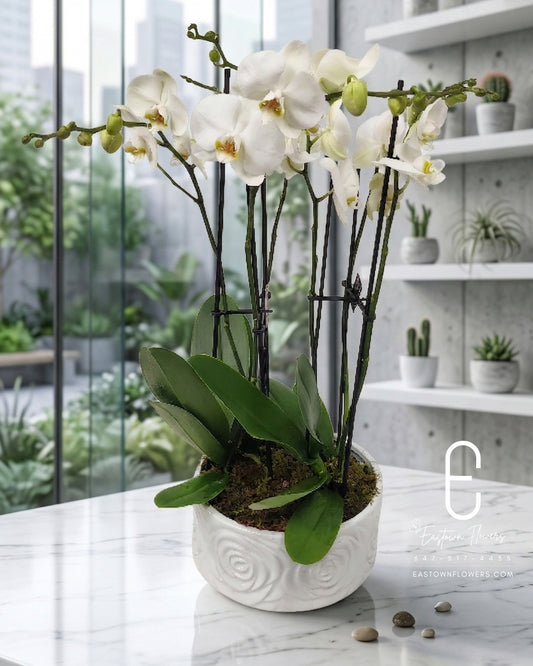 White Orchids
