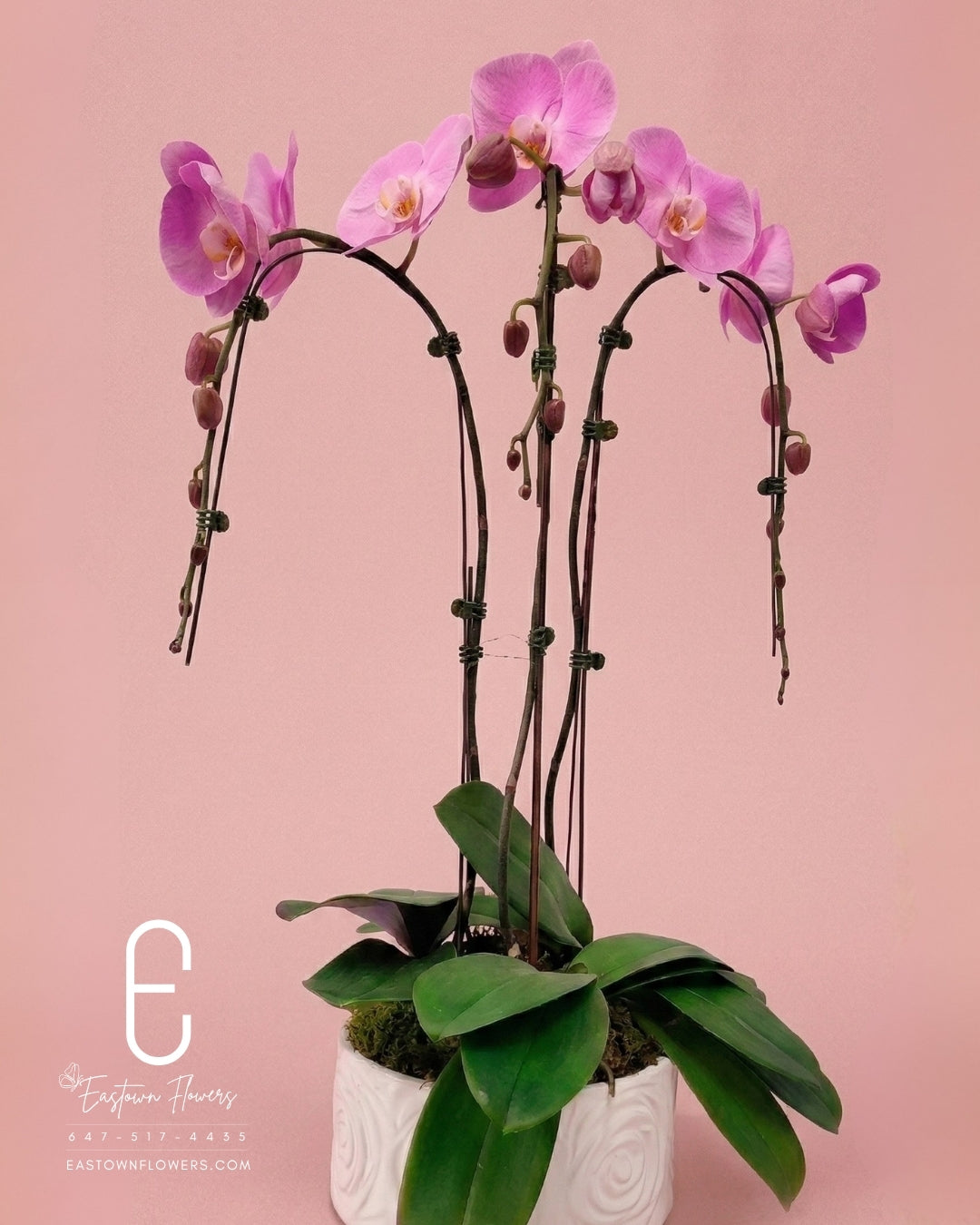 Pink orchids