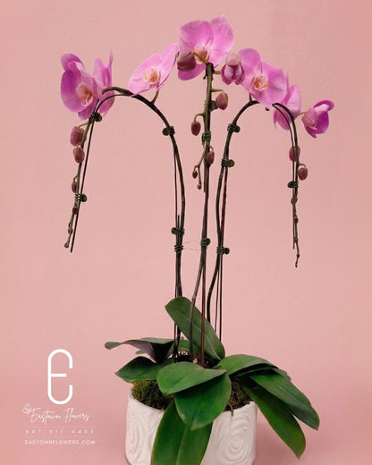 Pink orchids