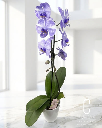 Purple orchids