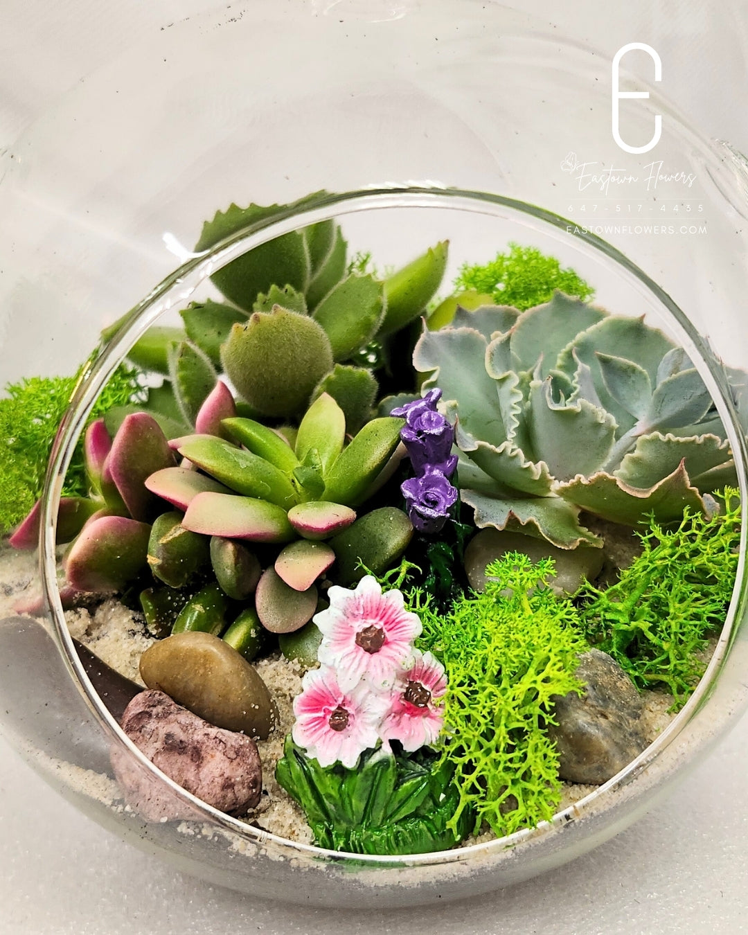 The tiny oasis