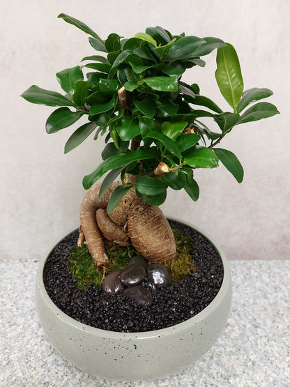 Bonsai Plant image 1