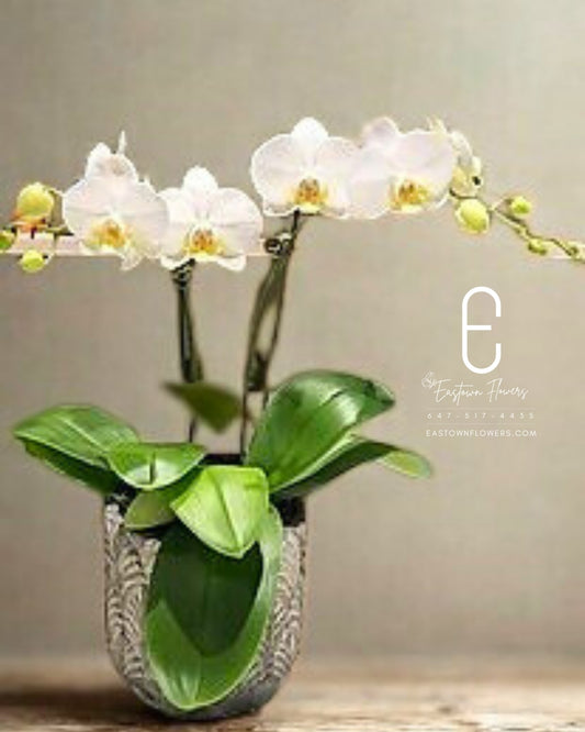 Mini white orchids - Double