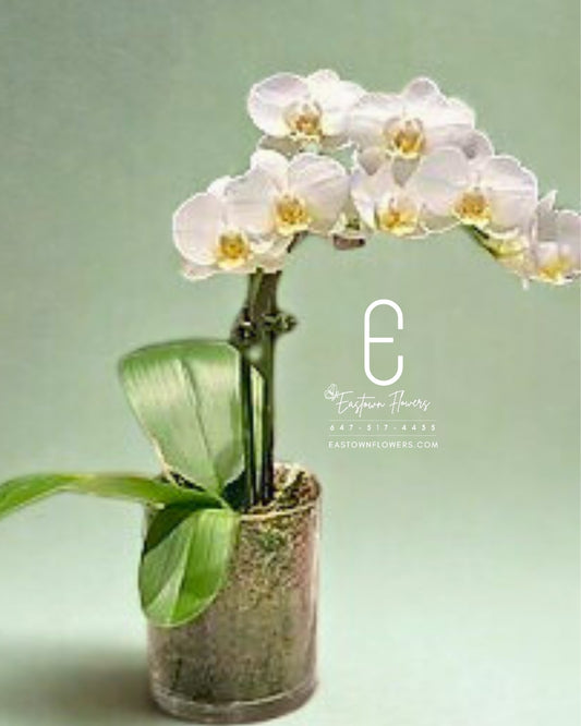Mini White Orchid - Single