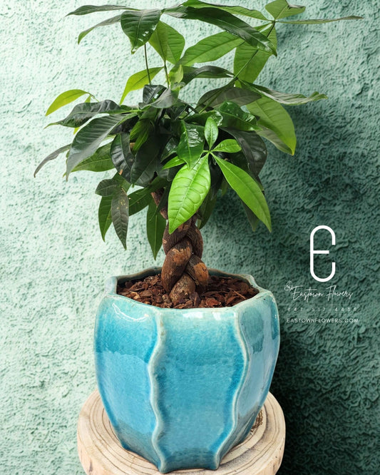 Money Tree Plant