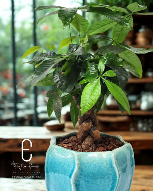 Money Tree Plant