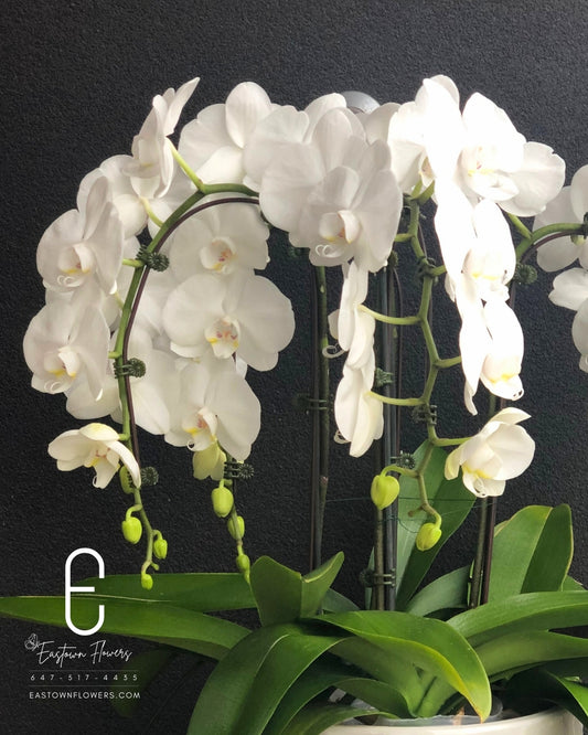 Luxury White Orchids Plant