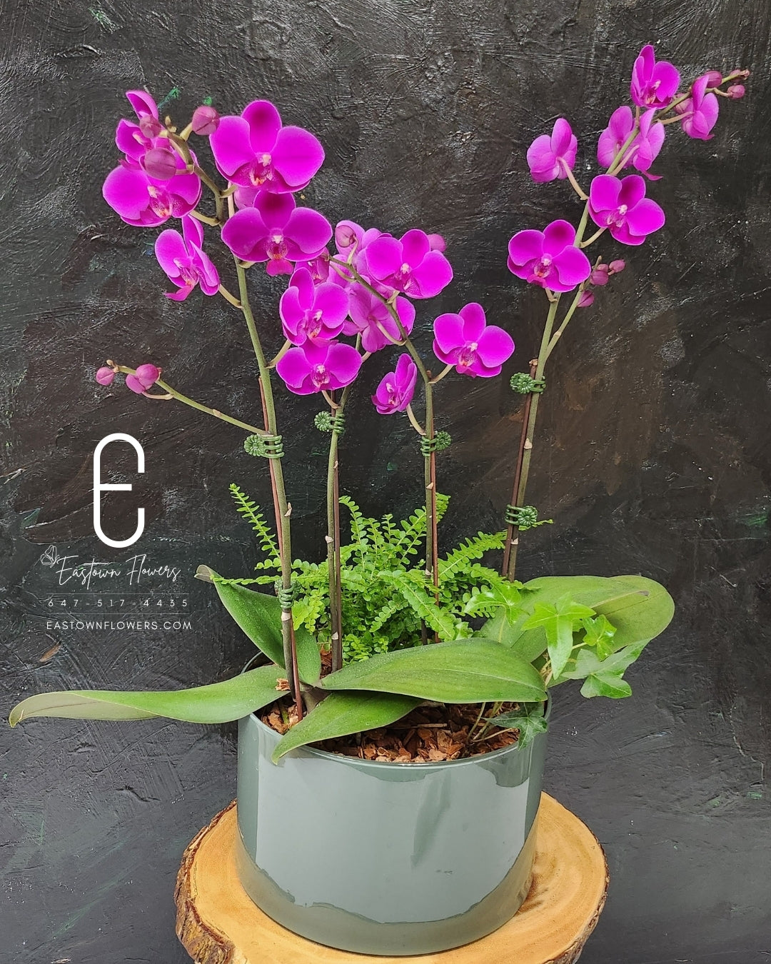 Mini pink Orchid - Double