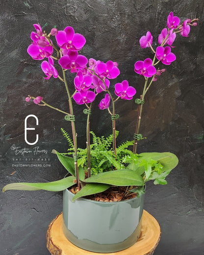 Mini pink Orchid - Double