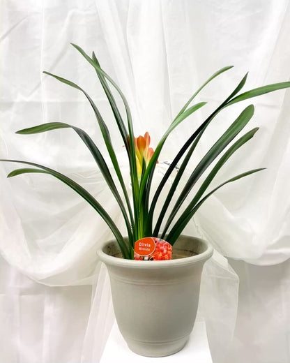 Clivia