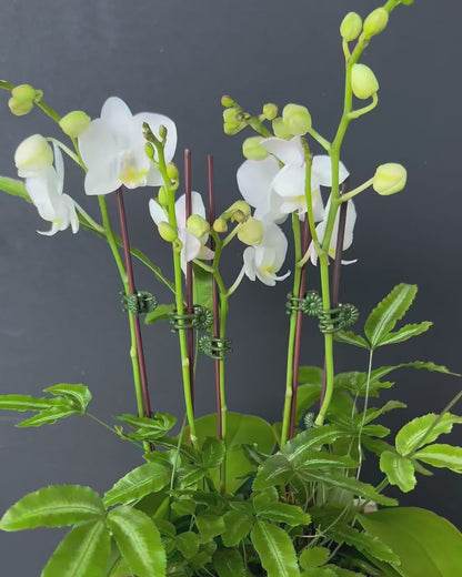 Mini White Orchid - Double