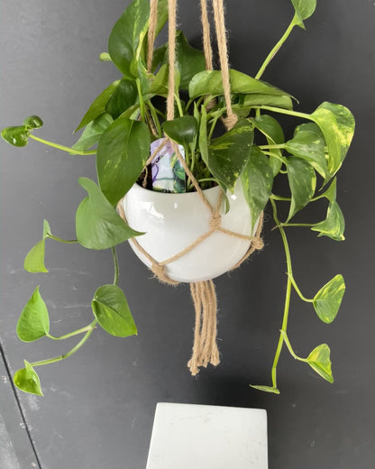 Golden Pothos