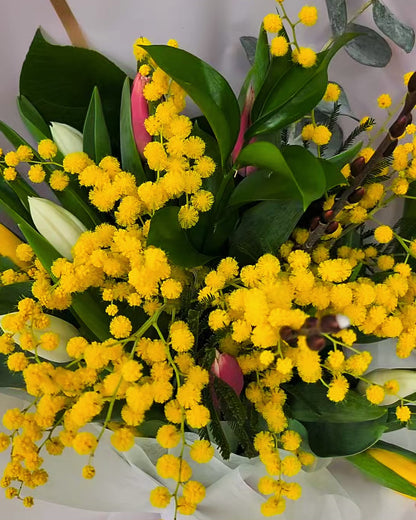 Mimosa Tulip Mix