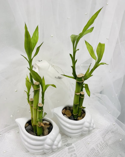 Bamboo#2