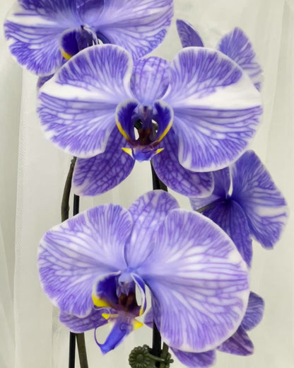 Purple orchids
