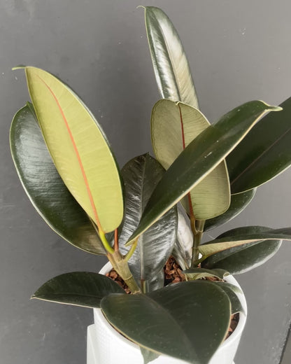 Rubber tree