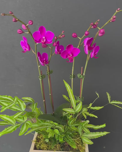 Mini Purple Orchid - Double