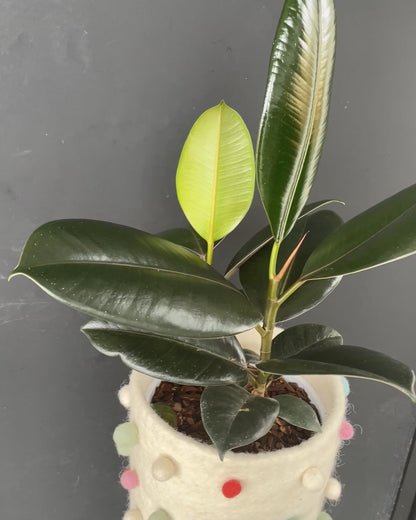 Rubber tree