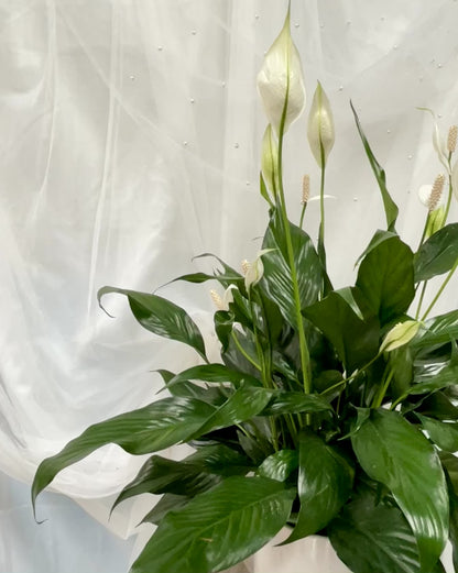 Spathiphyllum