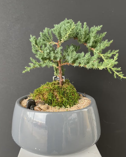 Bonsai (Juniper)